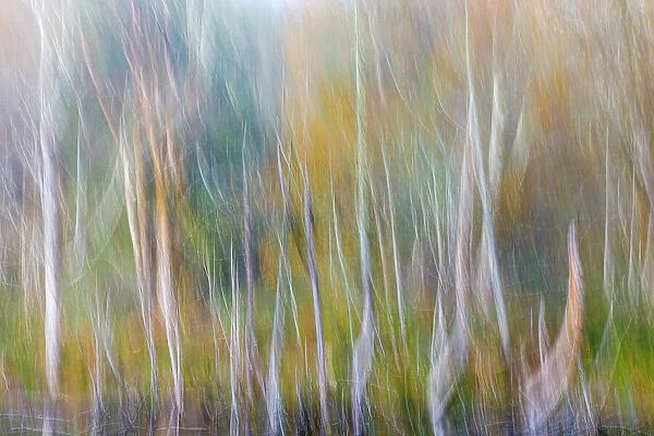 USA, Washington State, Seabeck. Alder forest abstract. Date: 02-11-2020