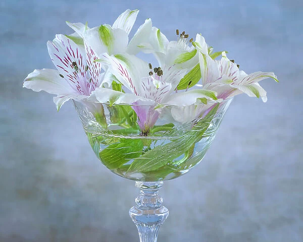 USA, Washington State, Seabeck. Alstroemeria blossoms in vase. Date: 18-08-2021