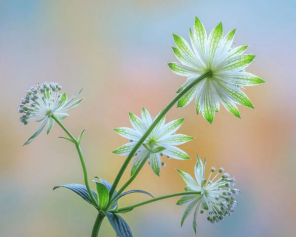 USA, Washington State, Seabeck. Astrantia blossoms close-up. Date: 09-06-2020