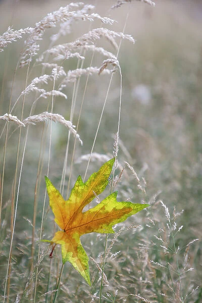 USA, Washington State, Seabeck. Autumn bigleaf maple leaf caught in grasses. Date: 13-08-2021
