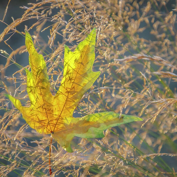USA, Washington State, Seabeck. Autumn bigleaf maple leaf caught in grasses. Date: 13-08-2021