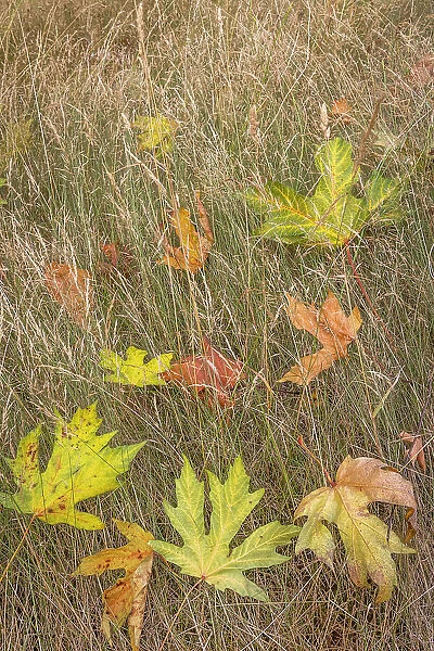 USA, Washington State, Seabeck. Autumn bigleaf maple leaves caught in grasses. Date: 21-08-2021