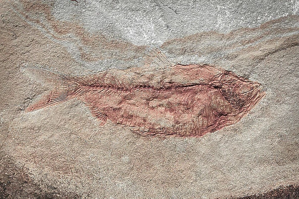 USA, Washington State, Seabeck. Close-up of fish fossil. Date: 27-02-2021