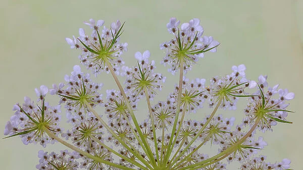USA, Washington State, Seabeck. Close-up of Queen Anne's lace plant. Date: 21-07-2021