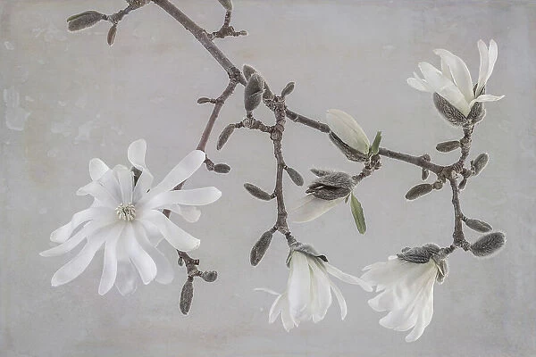 USA, Washington State, Seabeck. Close-up of white magnolia blossoms. Date: 30-03-2021