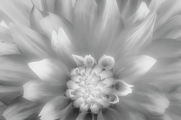 USA, Washington State, Seabeck. Dahlia close-up in black and white. Date: 23-08-2021