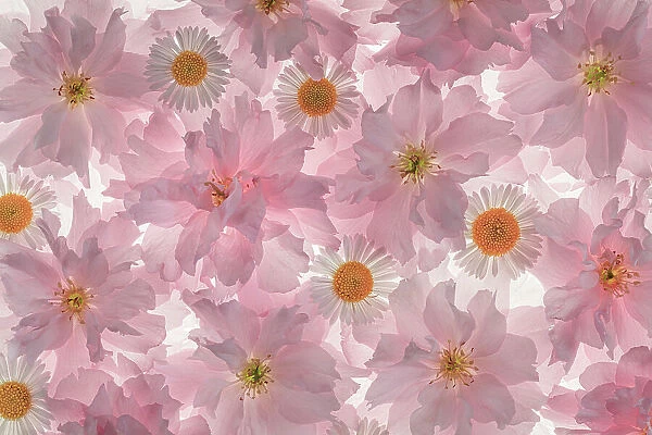 USA, Washington State, Seabeck. Flowering pink cherry blossom and Santa Barbara daisy patterns. Date: 23-04-2021