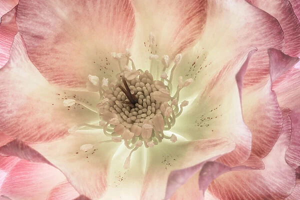 USA, Washington State, Seabeck. Hellebore blossom close-up. Date: 20-02-2021