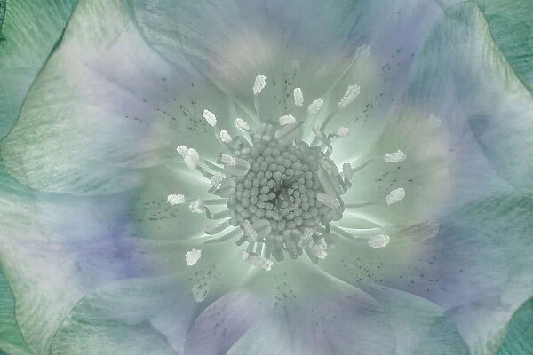 USA, Washington State, Seabeck. Hellebore blossom composite close-up. Date: 20-02-2021