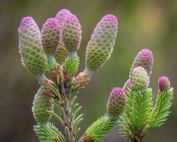 USA, Washington State, Seabeck. Norway spruce cones close-up. Date: 22-05-2021