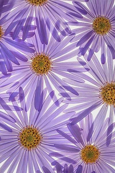 USA, Washington State, Seabeck. Purple aster flowers close-up. Date: 04-09-2020