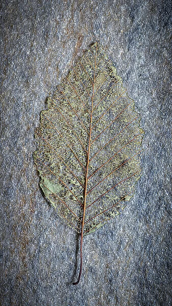 USA, Washington State, Seabeck. Skeletonized alder leaf on rock. Date: 03-08-2021