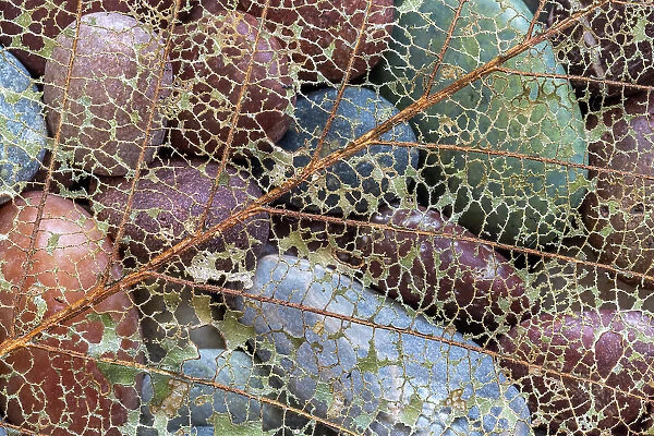 USA, Washington State, Seabeck. Skeletonized leaf on beach rocks. Date: 07-09-2021