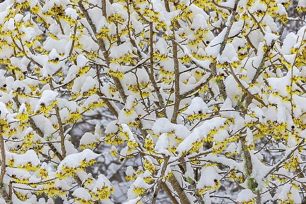 USA, Washington State, Seabeck. Snow on witch hazel tree. Date: 13-02-2021