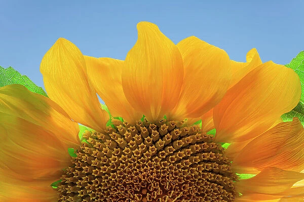 USA, Washington State, Seabeck. Sunflower blossom close-up. Date: 07-09-2020