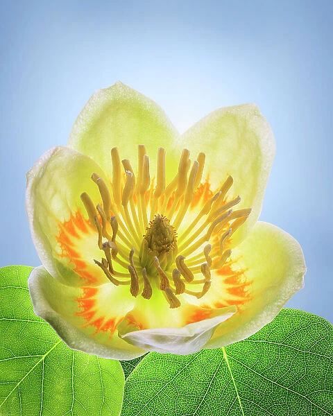 USA, Washington State, Seabeck. Tulip poplar blossom close-up. Date: 01-06-2021