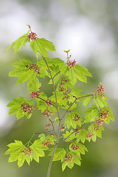 USA, Washington State, Seabeck. Vine maple branch in spring. Date: 30-04-2021