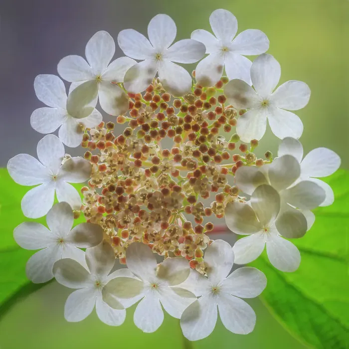 Framed Print : USA, Washington State, Silverdale. Highbush cranberry viburnum flowers close-up. Date: 24-05-2020 Framed Print : USA, Washington State, Silverdale. Highbush cranberry viburnum flowers close-up. Date: 24-05-2020