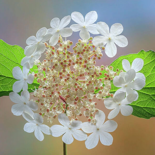 USA, Washington State, Silverdale. Highbush cranberry viburnum flowers close-up. Date: 24-05-2020