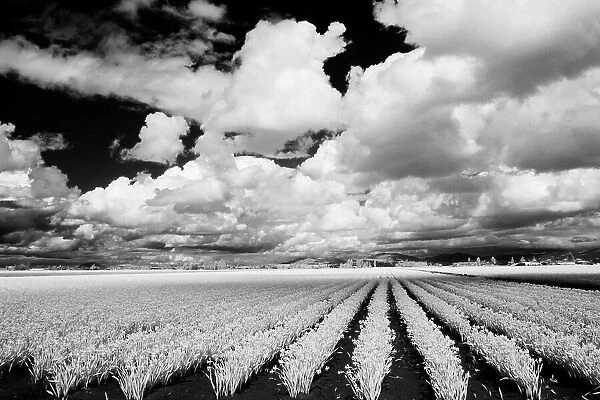 USA, Washington State, Skagit Valley, Large field of Tulip rows and clouds Date: 31-03-2006
