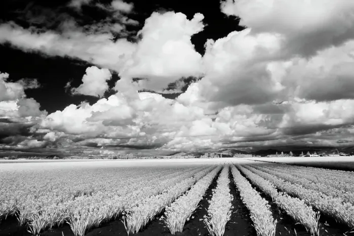 Framed Print : USA, Washington State, Skagit Valley, Large field of Tulip rows and clouds Date: 31-03-2006 Framed Print : USA, Washington State, Skagit Valley, Large field of Tulip rows and clouds Date: 31-03-2006