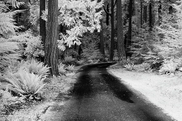 USA, Washington State, Skagit Valley, Country backroad through forest Date: 31-03-2006