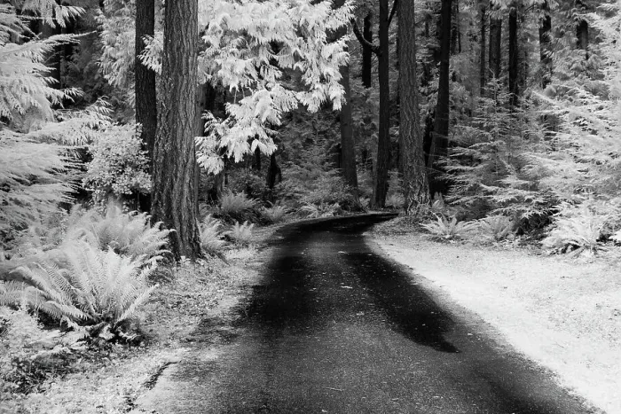 Framed Print : USA, Washington State, Skagit Valley, Country backroad through forest Date: 31-03-2006 Framed Print : USA, Washington State, Skagit Valley, Country backroad through forest Date: 31-03-2006