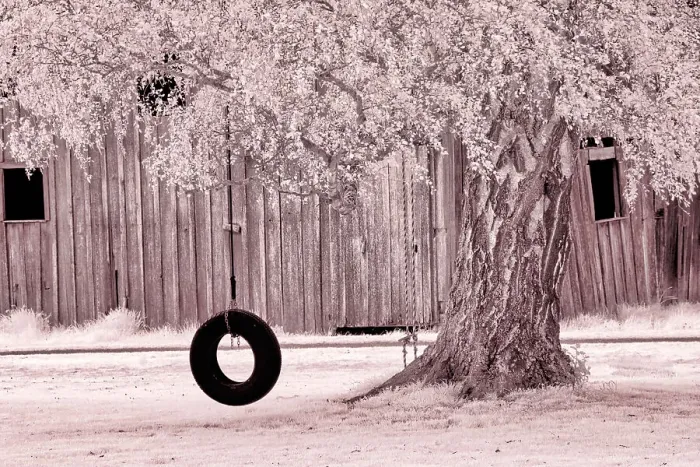 Framed Print : USA, Washington State, Skagit Valley, Old willow tree and tire rope swing Date: 06-04-2006 Framed Print : USA, Washington State, Skagit Valley, Old willow tree and tire rope swing Date: 06-04-2006