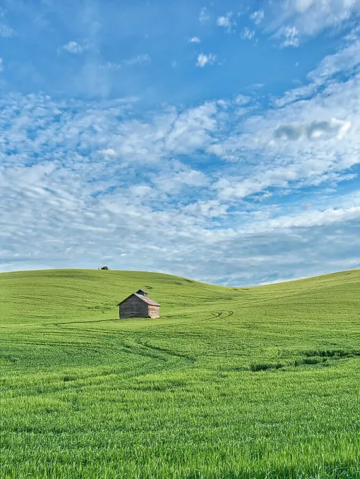 Framed Print : USA, Washington State, Small barn and tracks in wheat field Date: 11-06-2020