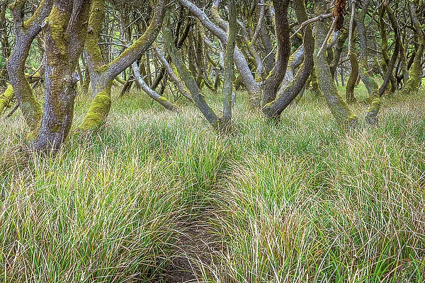 USA, Washington State, Twin Harbors State Park. Shore pine trees and European beachgrass. Date: 21-04-2021