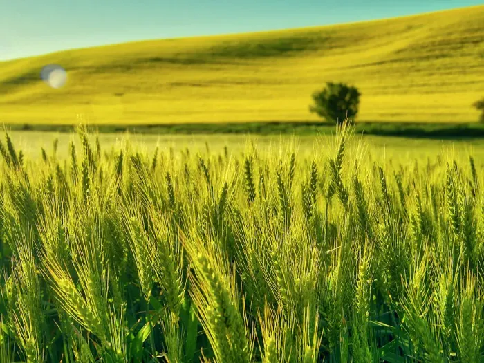 Framed Print : USA, Washington State, Winter wheat field close up Date: 23-06-2020 Framed Print : USA, Washington State, Winter wheat field close up Date: 23-06-2020
