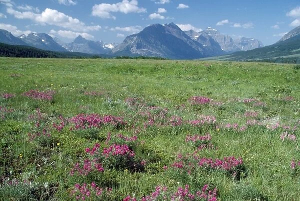 USA - Wild Vetch in bloom east side of Glacier National Park, Montana, USA