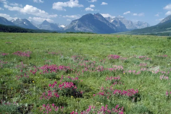 Framed Print : USA - Wild Vetch in bloom east side of Glacier National Park, Montana, USA Framed Print : USA - Wild Vetch in bloom east side of Glacier National Park, Montana, USA