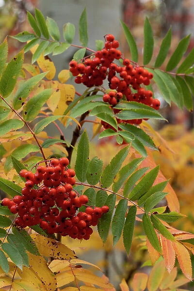 USA, Wyoming. American Mountain Ash with berries, Caribou-Targhee National Forest. Date: 22-09-2020