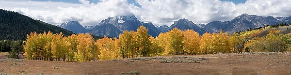 USA, Wyoming. Aspen, Grand Teton National Park. Date: 26-09-2020