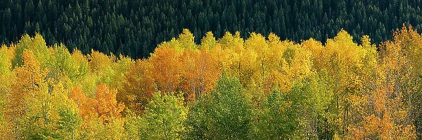 USA, Wyoming. Autumn aspen, Grand Teton National Park. Date: 26-09-2020
