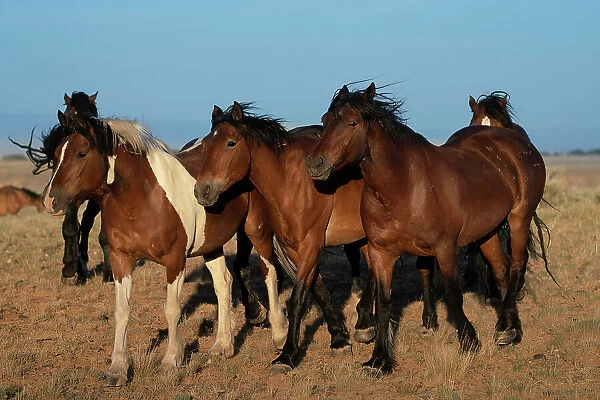 USA, Wyoming. Close-up of wild horses walking in desert. Date: 06-06-2021