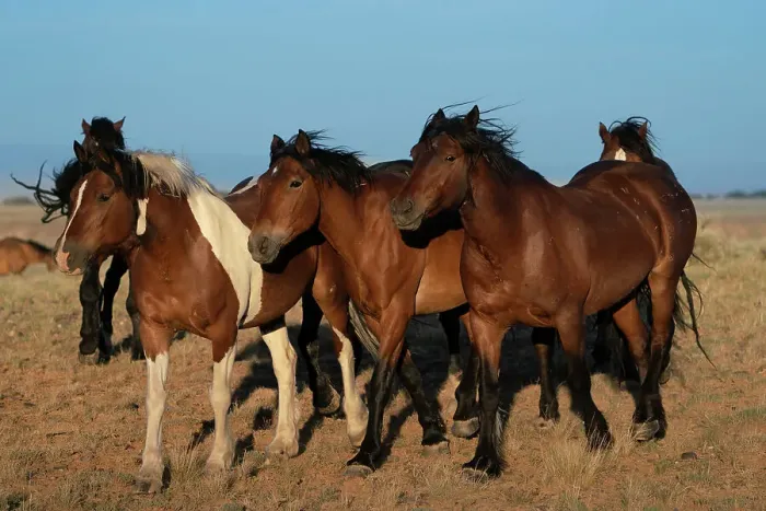 Framed Print : USA, Wyoming. Close-up of wild horses walking in desert. Date: 06-06-2021 Framed Print : USA, Wyoming. Close-up of wild horses walking in desert. Date: 06-06-2021