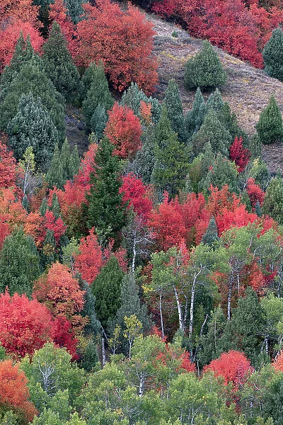 USA, Wyoming. Colorful autumn foliage of the Caribou-Targhee National Forest. Date: 20-09-2020