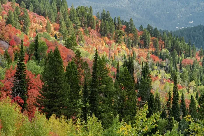 Framed Print : USA, Wyoming. Colorful autumn foliage of the Caribou-Targhee National Forest. Date: 22-09-2020 Framed Print : USA, Wyoming. Colorful autumn foliage of the Caribou-Targhee National Forest. Date: 22-09-2020