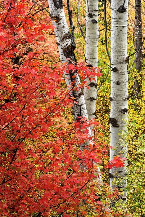 Framed Print : USA, Wyoming. Colorful autumn foliage of the Caribou-Targhee National Forest. Date: 22-09-2020 Framed Print : USA, Wyoming. Colorful autumn foliage of the Caribou-Targhee National Forest. Date: 22-09-2020