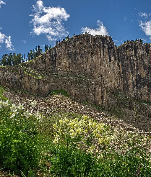 USA, Wyoming. Field of Columbine wildflowers, and mountain, Jedediah Smith Wilderness Date: 12-08-2019