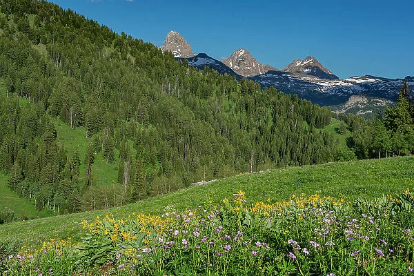 USA, Wyoming. Geranium and arrowleaf balsamroot wildflowers in meadow west side of Teton Mountains, summer, Caribou-Targhee National Forest Date: 13-07-2019
