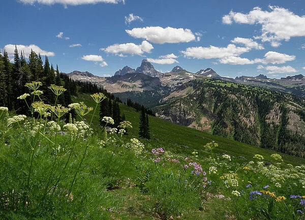 USA, Wyoming. Meadow filled with wildflowers in front of Grand Teton, Teton Mountains from west in Jedediah Smith Wilderness Date: 12-08-2019