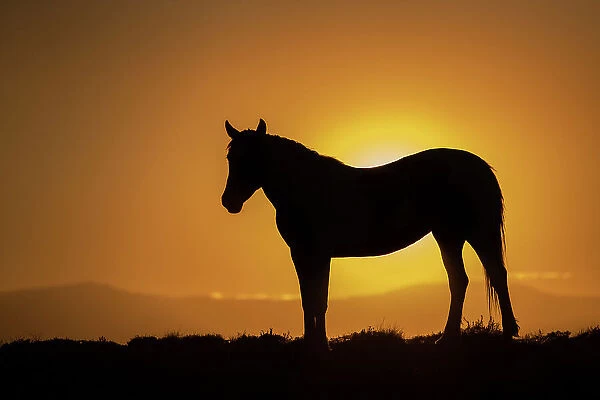 USA, Wyoming. Wild horse silhouetted at sunset. Date: 10-06-2021