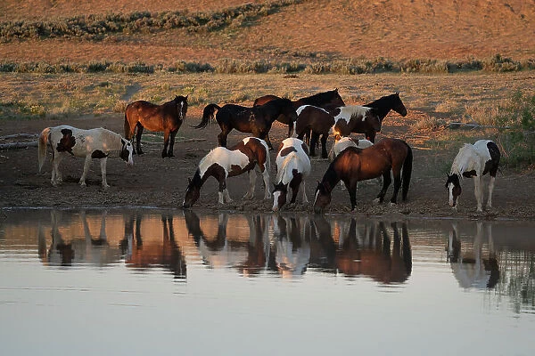 USA, Wyoming. Wild horses drink from waterhole in desert. Date: 10-06-2021
