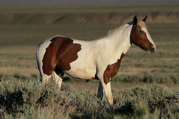 USA, Wyoming. Wild stallion stands in desert sage brush. Date: 06-06-2021