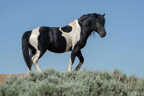 USA, Wyoming. Wild stallion stands in desert sage brush. Date: 09-06-2021