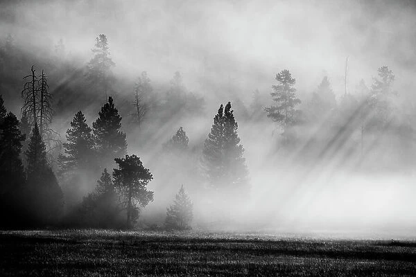 USA, Wyoming, Yellowstone National Park. Early morning fog with light rays through the trees. Date: 08-10-2020