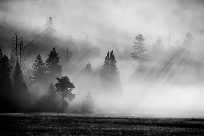 Framed Print : USA, Wyoming, Yellowstone National Park. Early morning fog with light rays through the trees. Date: 08-10-2020 Framed Print : USA, Wyoming, Yellowstone National Park. Early morning fog with light rays through the trees. Date: 08-10-2020